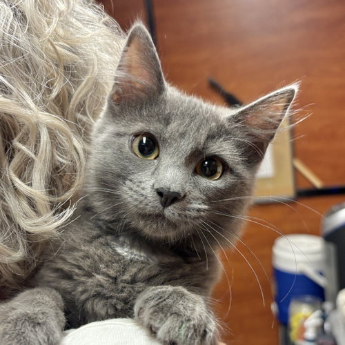Flint, an adoptable Domestic Medium Hair in Sonora, CA