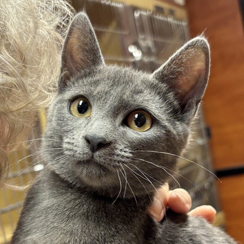 Onyx, an adoptable Domestic Short Hair in Sonora, CA