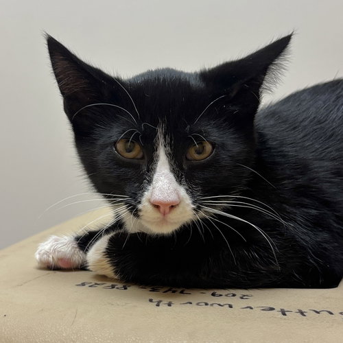 Socks, a cat for adoption from Sonora Cat Rescue
