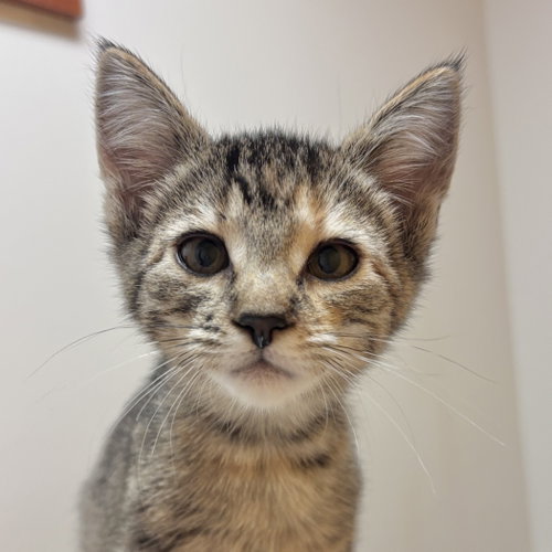 Indie, a cat for adoption from Sonora Cat Rescue
