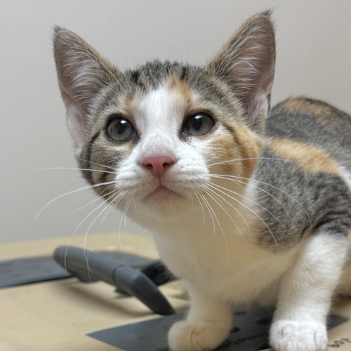 Sister, a cat for adoption from Sonora Cat Rescue