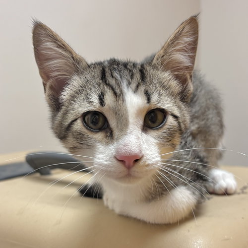 Metro, a cat for adoption from Sonora Cat Rescue