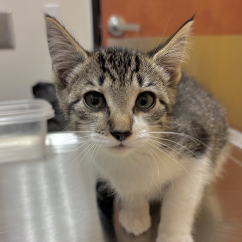 Murphy, a cat for adoption from Sonora Cat Rescue