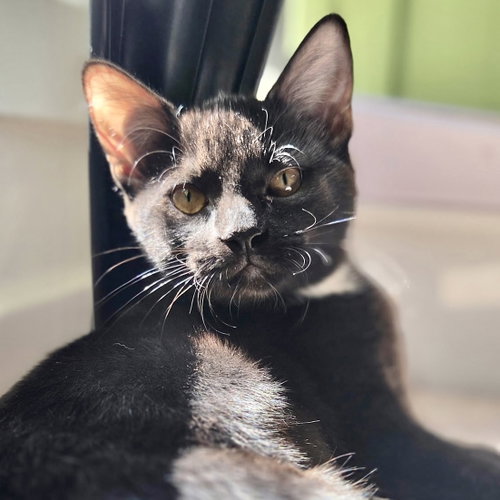 Zuri, a cat for adoption from Sonora Cat Rescue