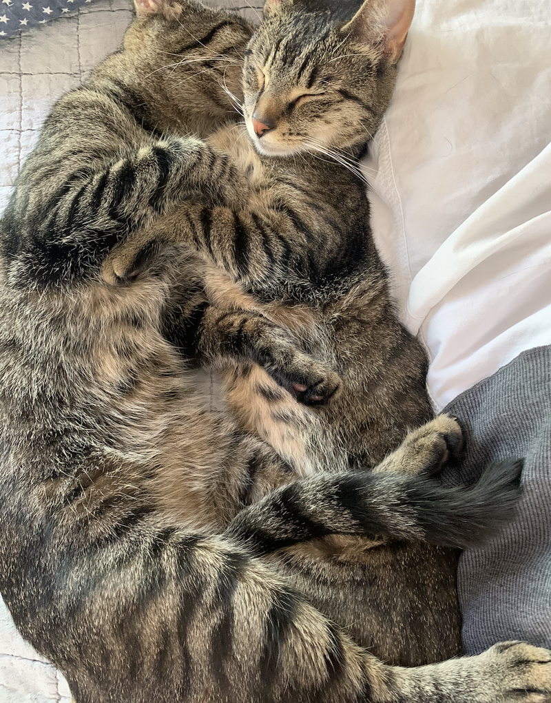 Sissy & Sassy, adult female cats up for adoption