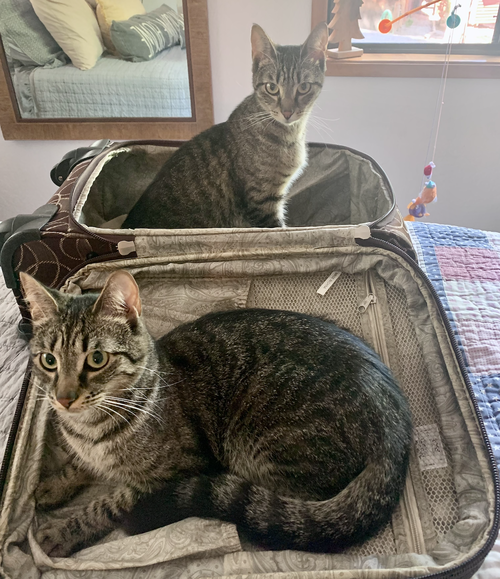 Photo 2 of Sissy & Sassy