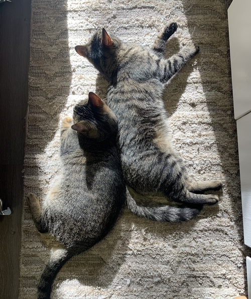 Photo 3 of Sissy & Sassy