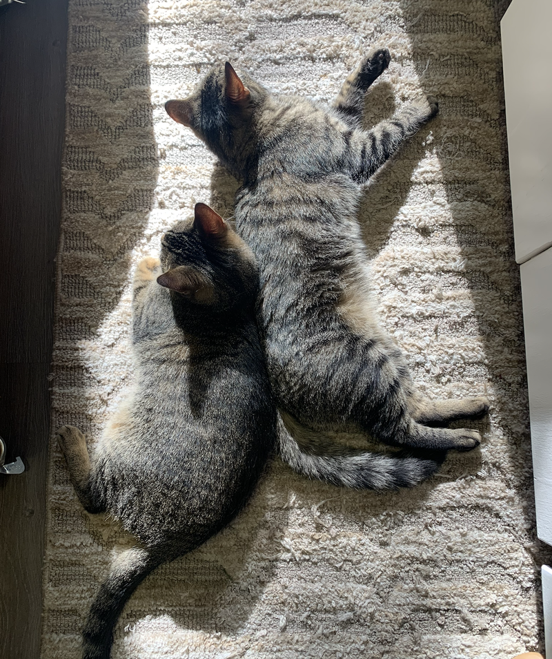 Sissy & Sassy, photo 3