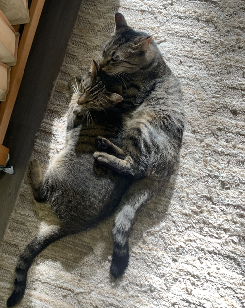 Photo 4 of Sissy & Sassy