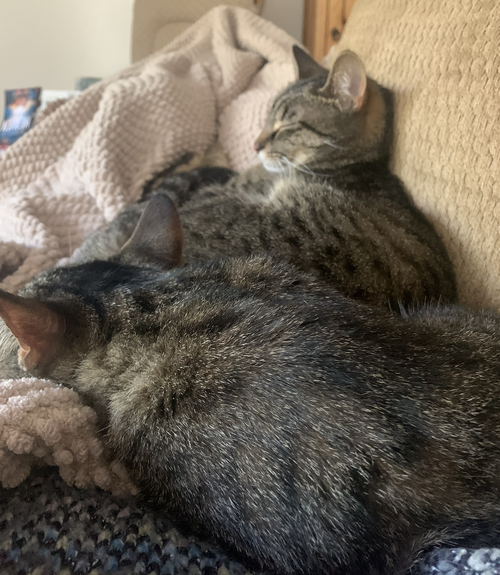 Photo 5 of Sissy & Sassy