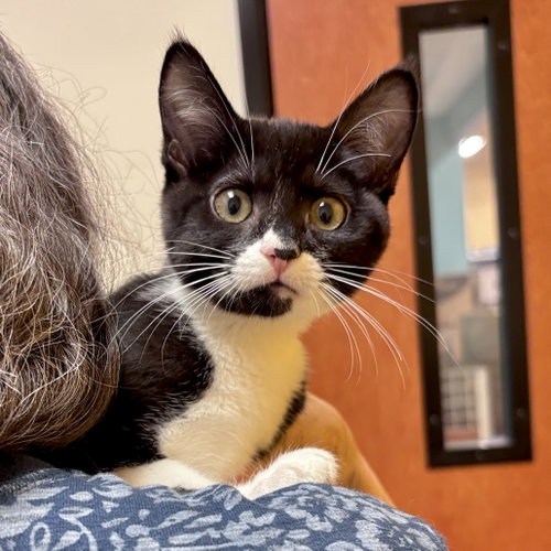 Dayo, a cat for adoption from Sonora Cat Rescue
