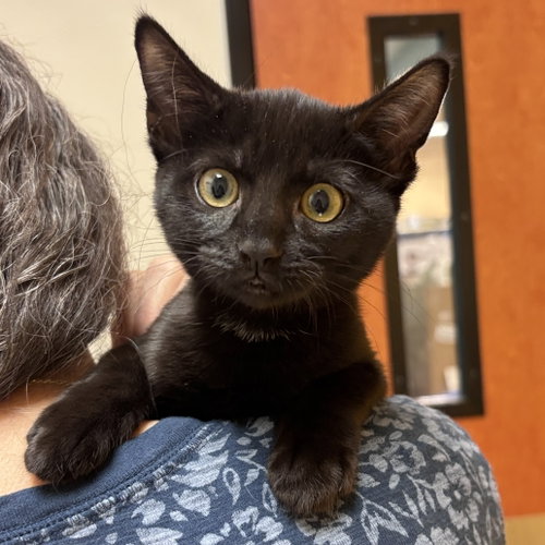 Legend, a cat for adoption from Sonora Cat Rescue