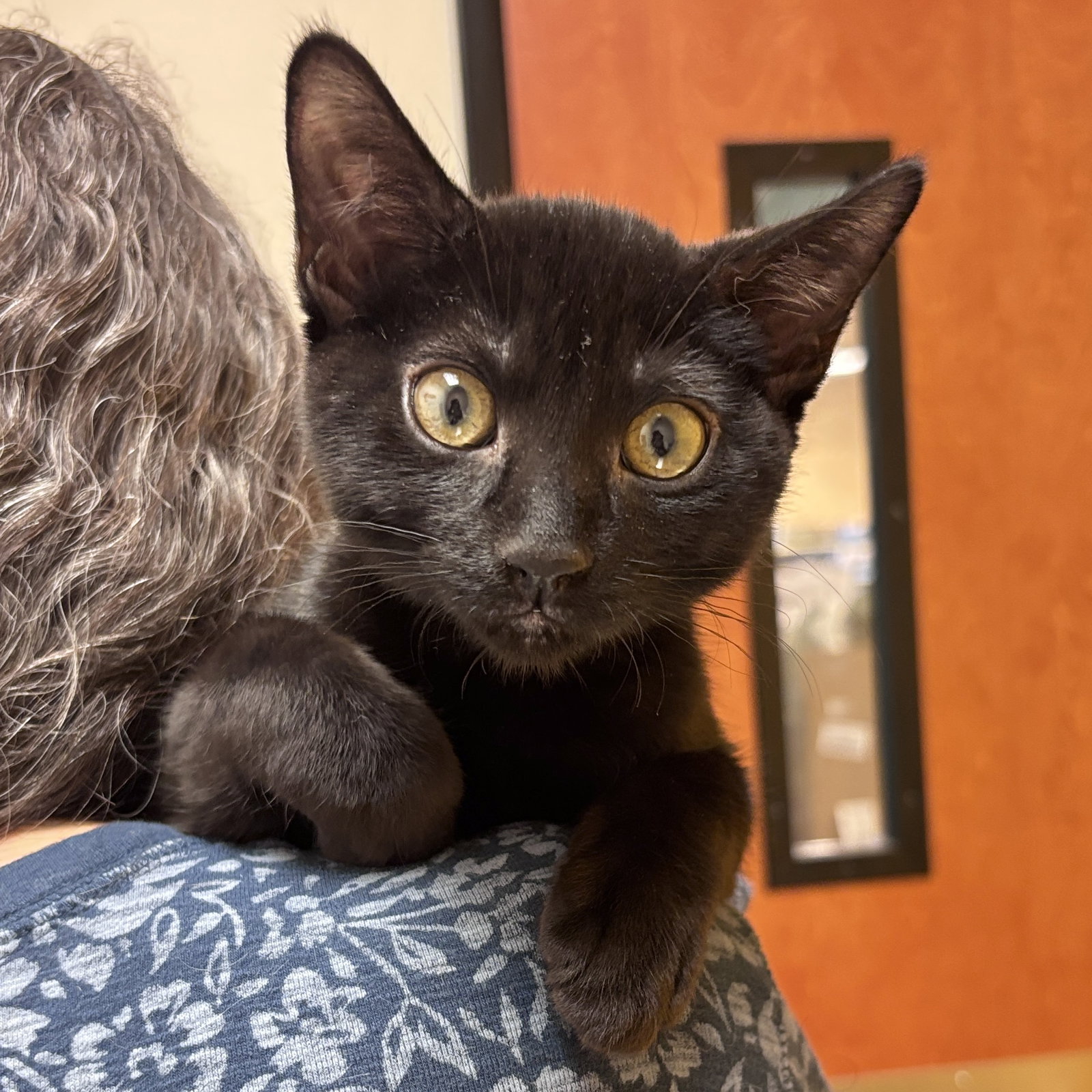 Cowboy, Domestic Short Hair