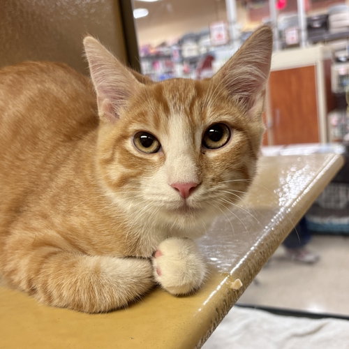 Finn, a cat for adoption from Sonora Cat Rescue