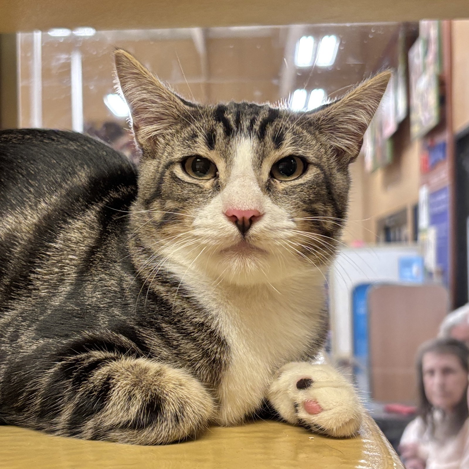 Jack, Domestic Short Hair