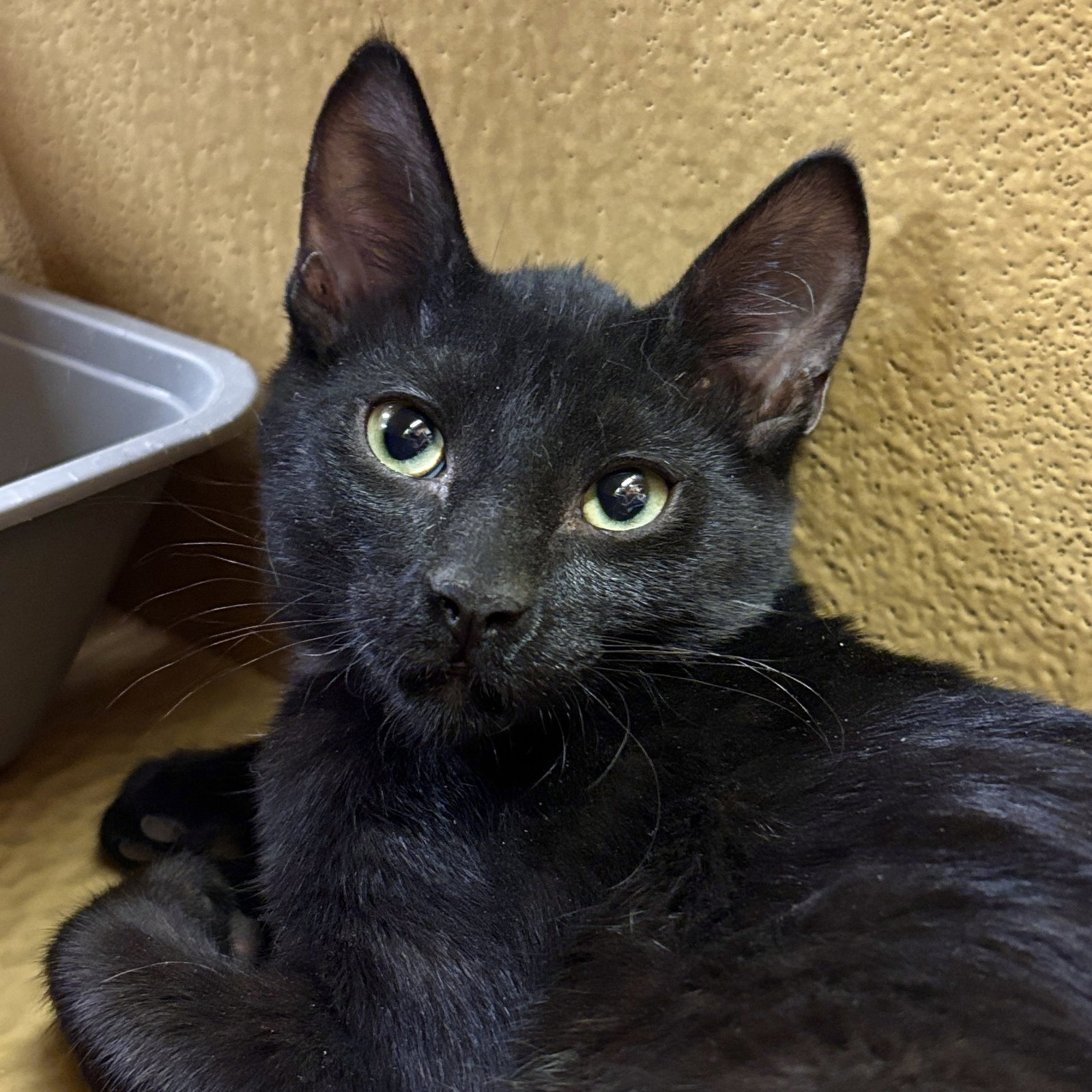 Obsidian, Domestic Short Hair