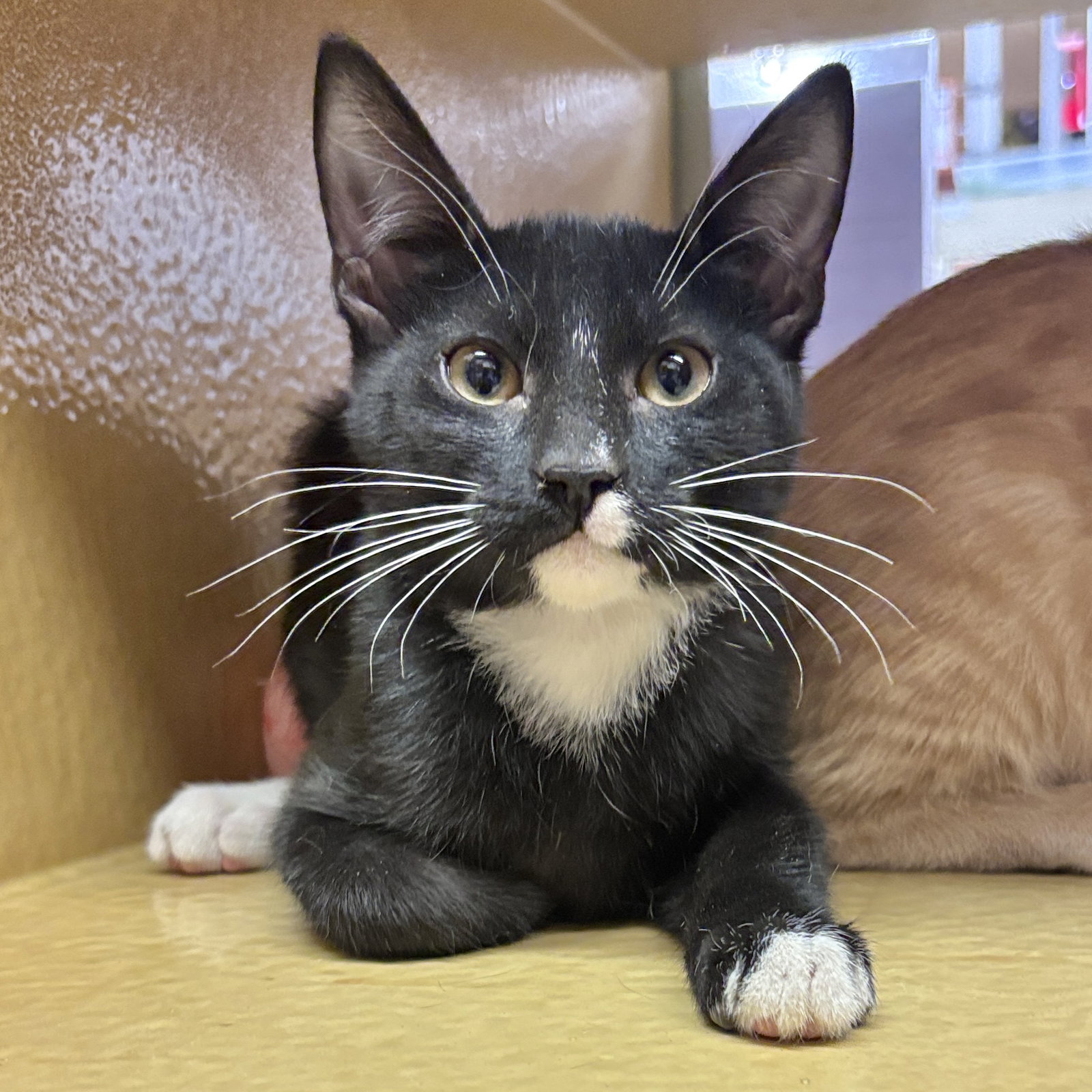 Figaro, Domestic Short Hair