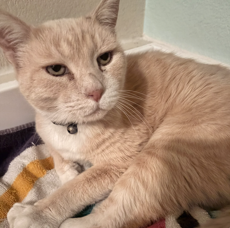 Moochie, a senior male cat up for adoption
