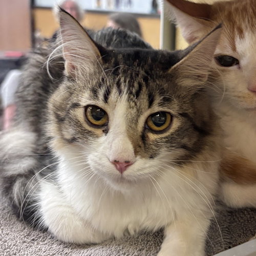 River, a cat for adoption from Sonora Cat Rescue