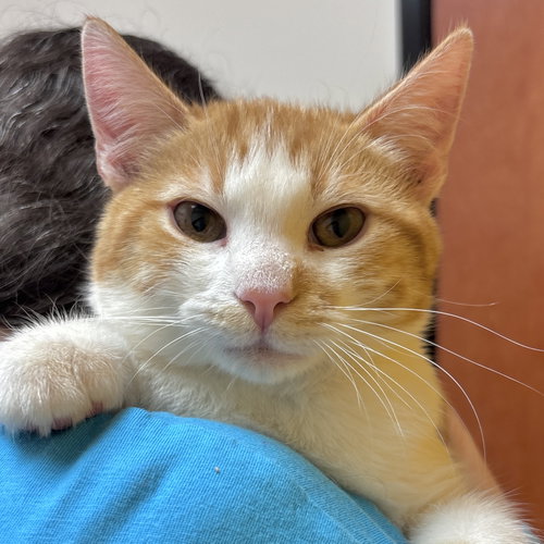 Jackson, a cat for adoption from Sonora Cat Rescue