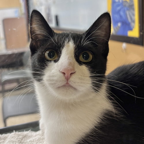 Legs, a cat for adoption from Sonora Cat Rescue