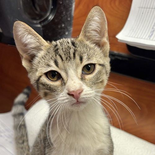 Morgana, a cat for adoption from Sonora Cat Rescue
