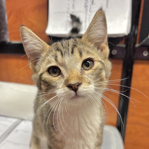 Roger, a cat for adoption from Sonora Cat Rescue