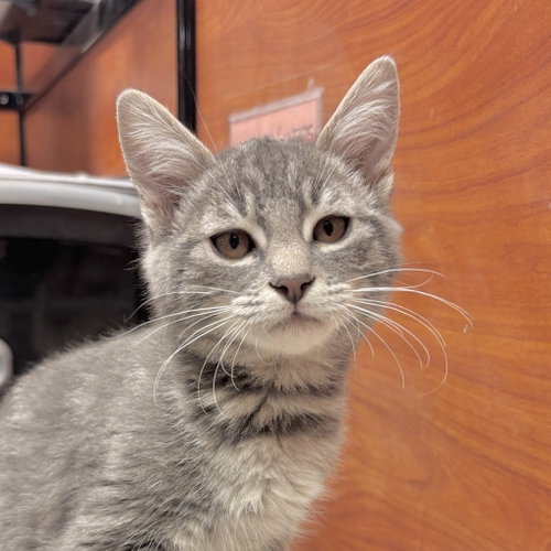 Fester, a cat for adoption from Sonora Cat Rescue