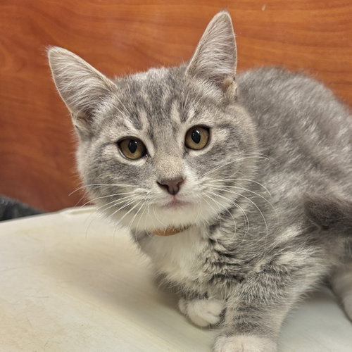 Morticia, a cat for adoption from Sonora Cat Rescue