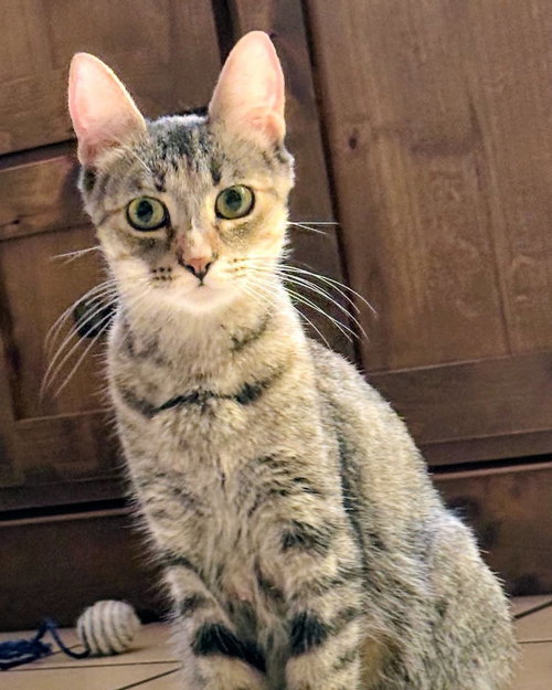 Winnie, a cat for adoption from Sonora Cat Rescue