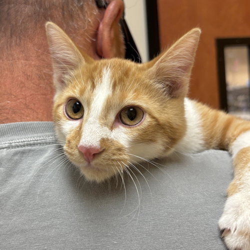 Creamy, a cat for adoption from Sonora Cat Rescue