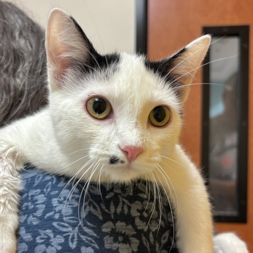 Cow Kitty, a cat for adoption from Sonora Cat Rescue