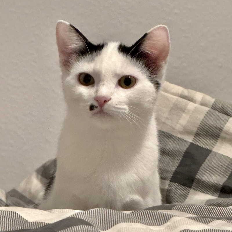 Cow Kitty, a young female cat up for adoption