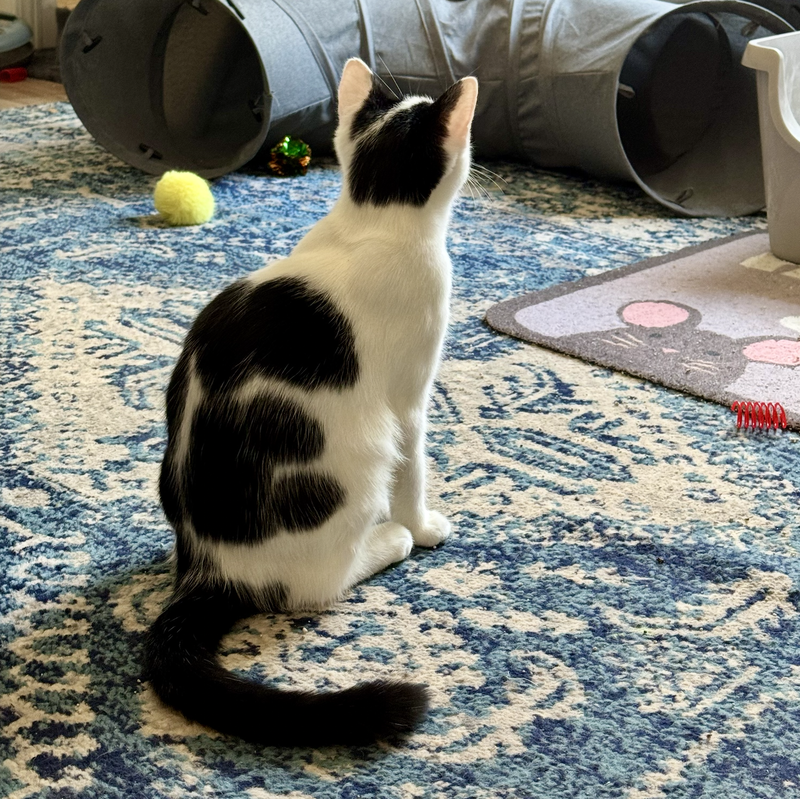 Cow Kitty, photo 3