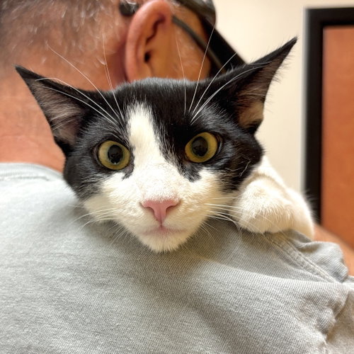 Pepper, a cat for adoption from Sonora Cat Rescue