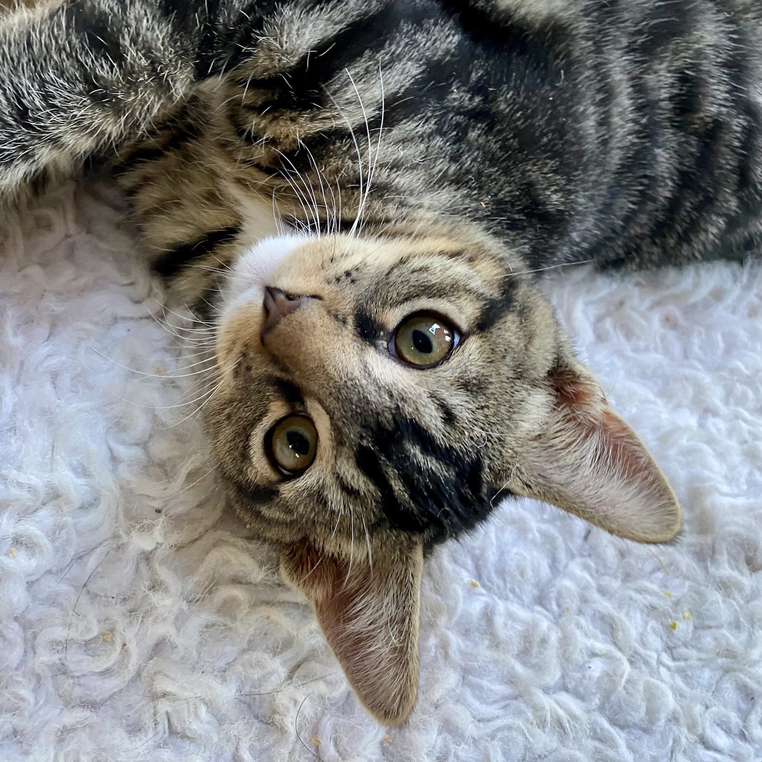 Monty