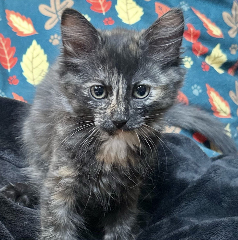 Elvira