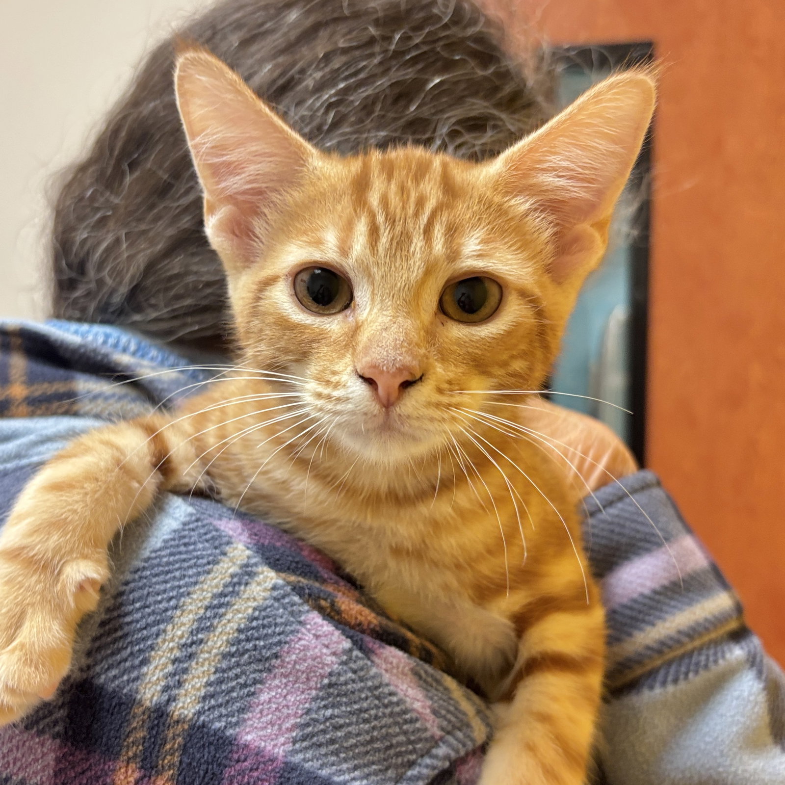 Garfield