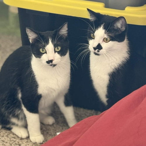 Lefty and Righty, Adult Domestic Short Hair (short coat), cat for adoption in Rogers, Arkansas