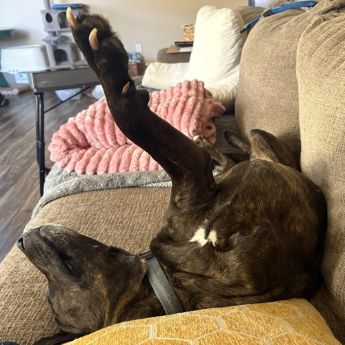 Rockie, photo 5