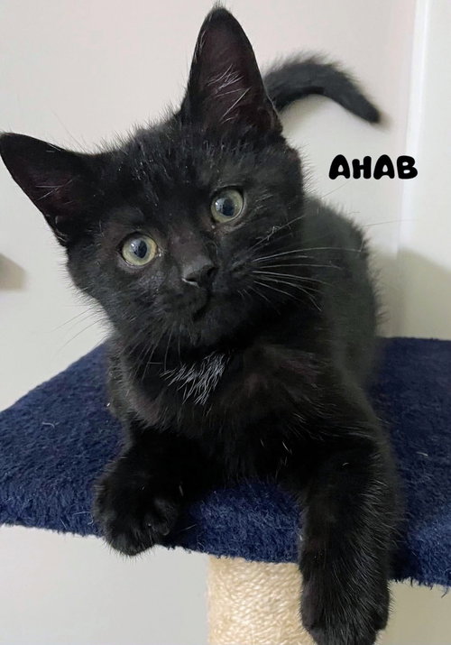 Photo 6 of Ahab