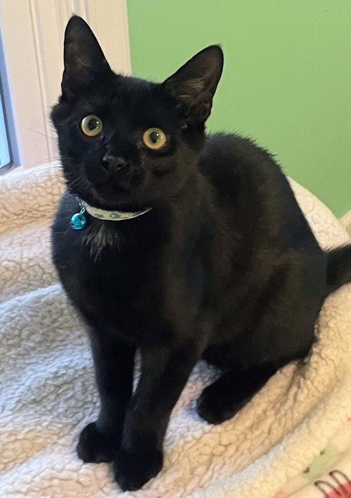 Ahab Kitten, an adoptable Domestic Short Hair in Allentown, PA