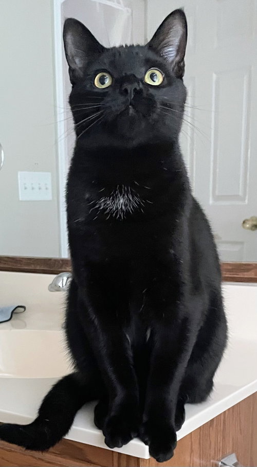 Ahab, a cat for adoption from Tails of Hope Cat Rescue of Eastern PA