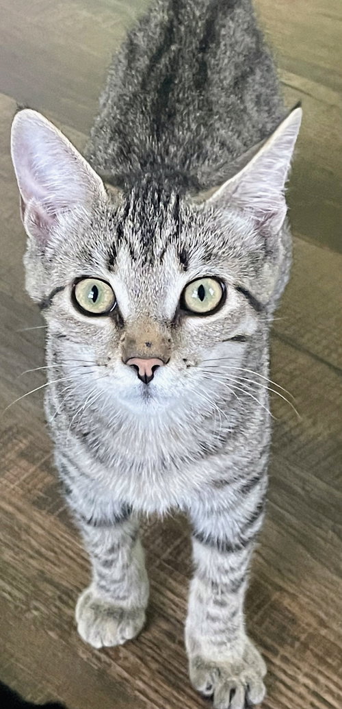 Dolly Kitten, an adoptable Domestic Short Hair in Allentown, PA