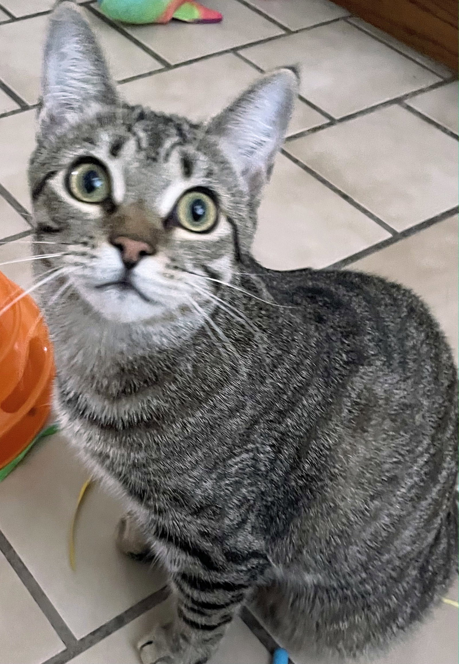 Dolly, cat