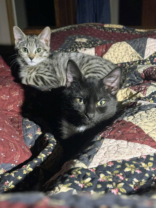 Aurora Kitten, an adoptable Domestic Short Hair in Allentown, PA