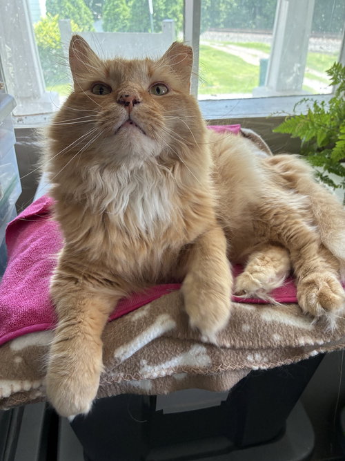 OB, Adult Domestic Long Hair / Mixed (long coat), cat for adoption in Wilkes-Barre, Pennsylvania