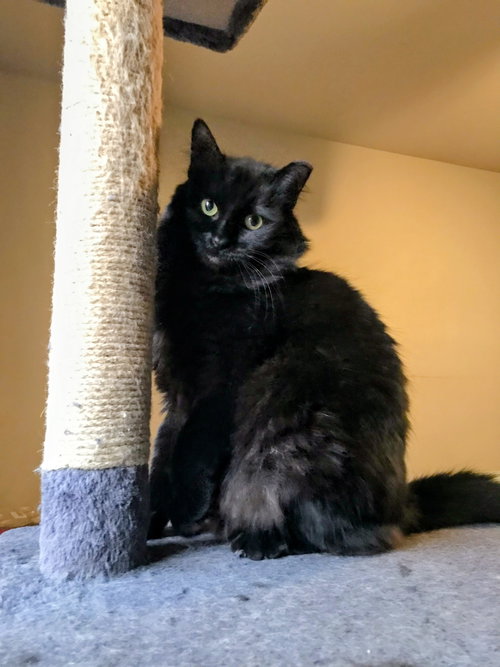 Meesha, Adult Domestic Long Hair / Mixed (long coat), cat for adoption in Wilkes-Barre, Pennsylvania
