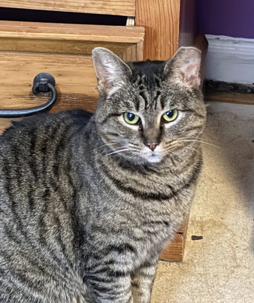 Storm, an adoptable Domestic Short Hair in Allentown, PA