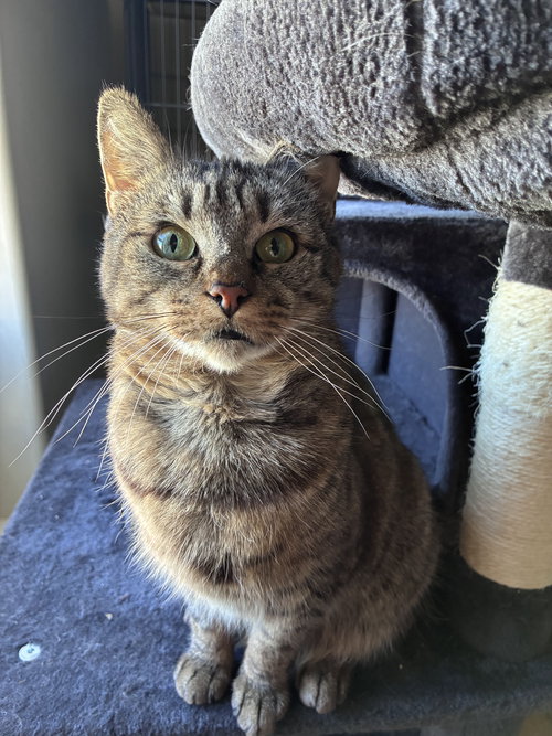 Bobbi, Adult Domestic Short Hair / Mixed (short coat), cat for adoption in Wilkes-Barre, Pennsylvania